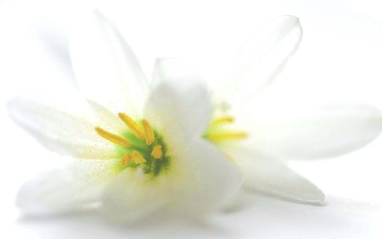 цветы, белый фон, белые, лилии, flowers, white background, white, lily