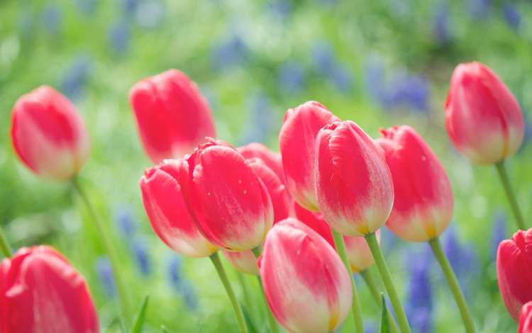 цветы, природа, бутоны, весна, тюльпаны, яркие, flowers, nature, buds, spring, tulips, bright