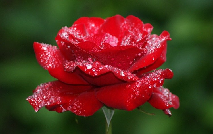 макро, цветок, роса, капли, роза, лепестки, красная, бутон, macro, flower, rosa, drops, rose, petals, red, bud