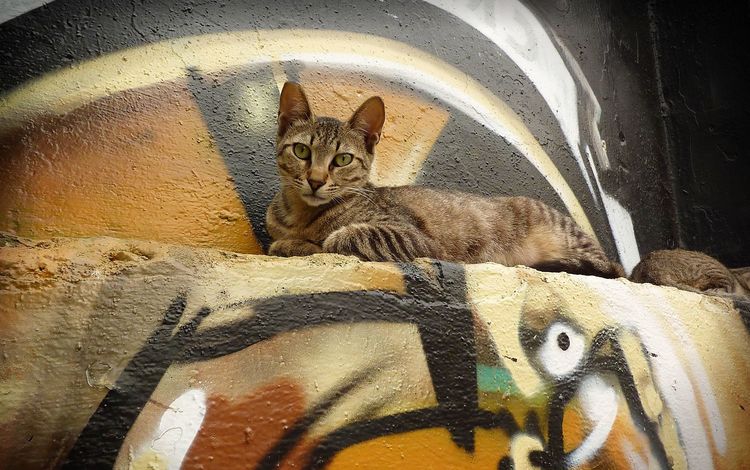 кот, мордочка, кошка, взгляд, стена, лежит, граффити, cat, muzzle, look, wall, lies, graffiti