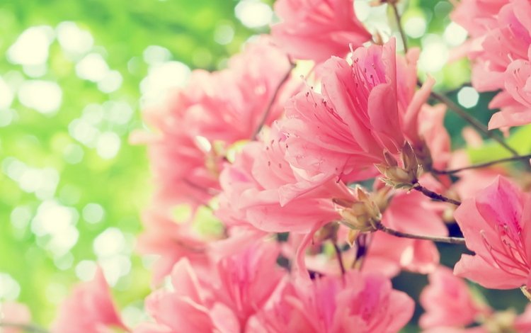 цветы, цветение, лепестки, весна, розовые, растение, flowers, flowering, petals, spring, pink, plant