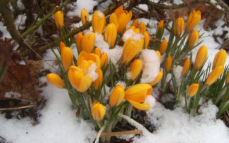 цветы, снег, бутоны, желтые, крокусы, flowers, snow, buds, yellow, crocuses