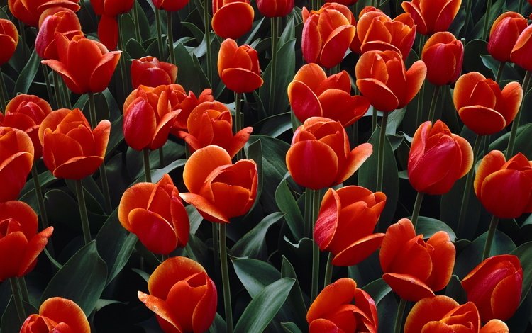 цветы, бутоны, лепестки, красные, тюльпаны, flowers, buds, petals, red, tulips