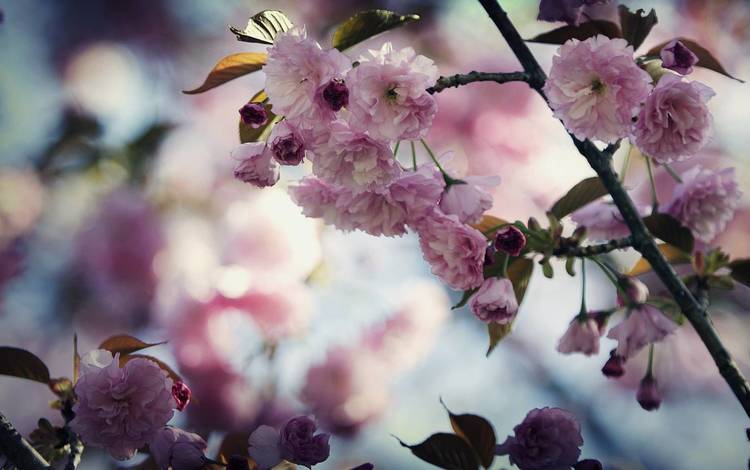 цветы, цветение, ветки, весна, сакура, flowers, flowering, branches, spring, sakura