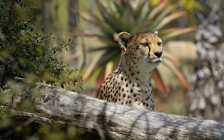 морда, взгляд, хищник, интерес, гепард, face, look, predator, interest, cheetah