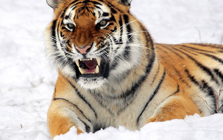 тигр, морда, снег, взгляд, лежит, хищник, оскал, угроза, tiger, face, snow, look, lies, predator, grin, the threat