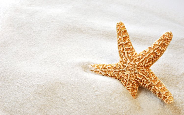 макро, песок, пляж, звезда, морская звезда, macro, sand, beach, star, starfish