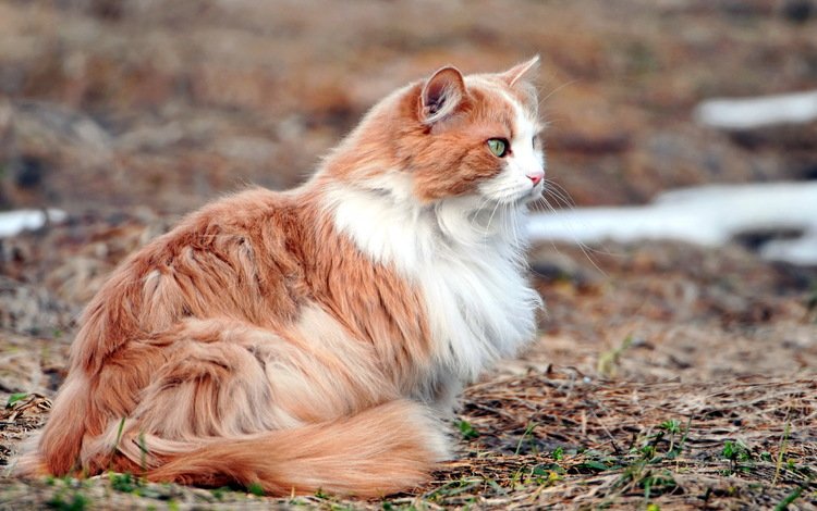 природа, фон, кот, кошка, пушистый, зеленые глаза, рыжий кот, рыже-белый, nature, background, cat, fluffy, green eyes, red cat, red-white