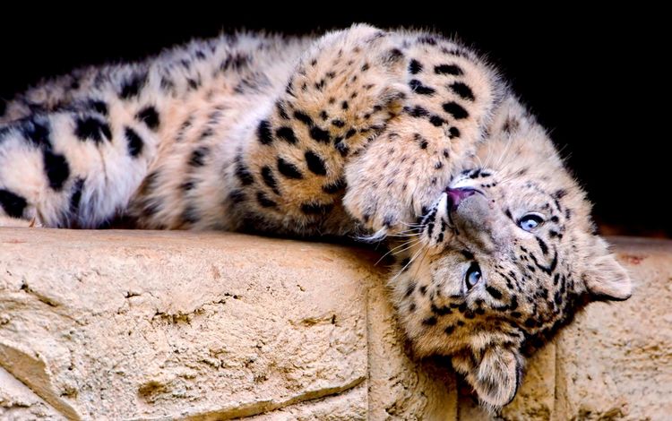 большая кошка, снежный барс, барс, пятнистый, игривый, big cat, snow leopard, bars, spotted, playful