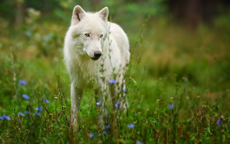 цветы, природа, белый, хищник, волк, полярный волк, арктический волк, белый волк, flowers, nature, white, predator, wolf, polar wolf, arctic wolf, white wolf