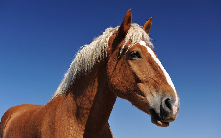 небо, лошадь, конь, грива, the sky, horse, mane