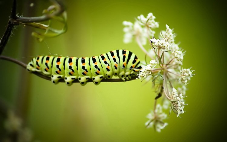 фон, цветок, насекомые, гусеница, будущий махаон, background, flower, insects, caterpillar, future swallowtail