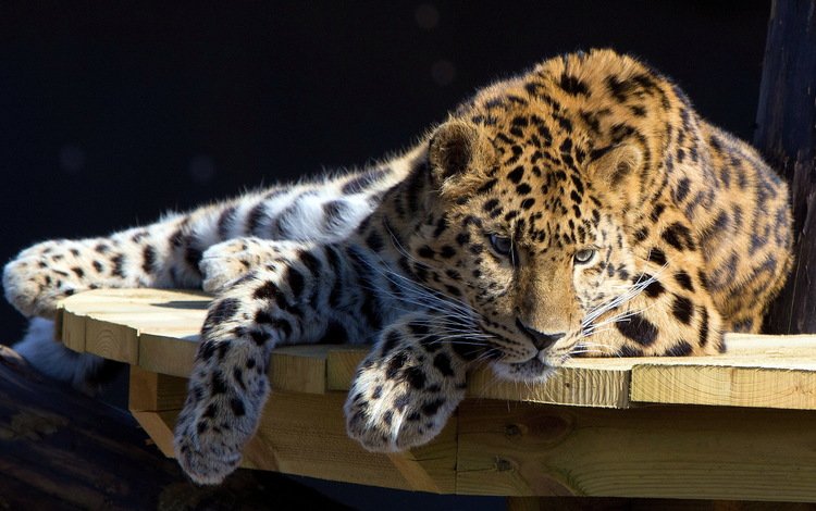 смотрит, стол, лежит, леопард, большая кошка, отдых, looks, table, lies, leopard, big cat, stay