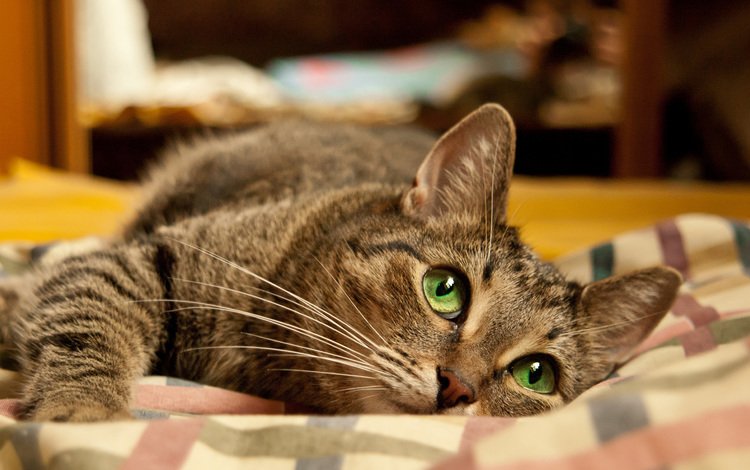 глаза, морда, кот, кошка, лежит, зеленые глаза, серый кот, eyes, face, cat, lies, green eyes, grey cat