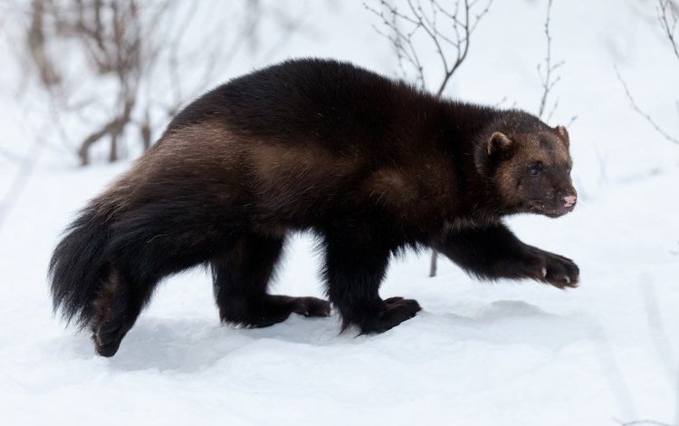 снег, лес, зима, животное, росомаха, куница, snow, forest, winter, animal, wolverine, marten