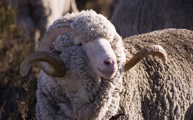 шерсть, рога, баран, овца, закрученные, меринос, рогатый, wool, horns, ram, sheep, twisted, merino, horny