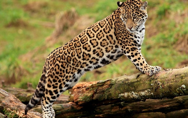 смотрит, ягуар, бревно, гепард, стоит, молодой, пятнистая кошка, looks, jaguar, log, cheetah, is, young, spotted cat