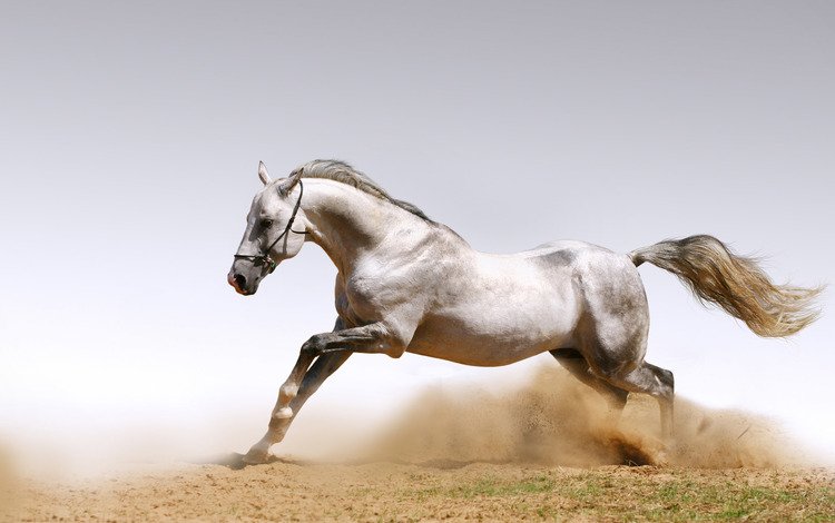 лошадь, песок, пыль, конь, жеребец, белая лошадь, horse, sand, dust, stallion, white horse
