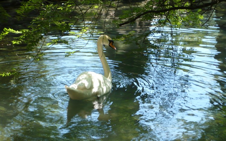 пруд, лебедь, pond, swan