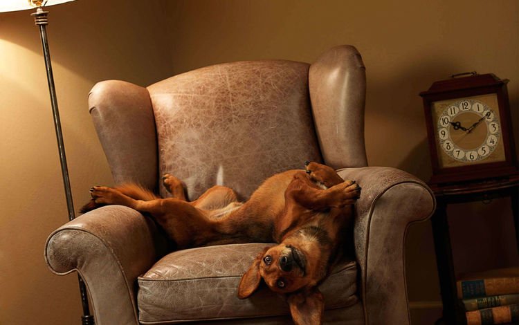 собака, лежит, часы, кресло, игривая, dog, lies, watch, chair, playful