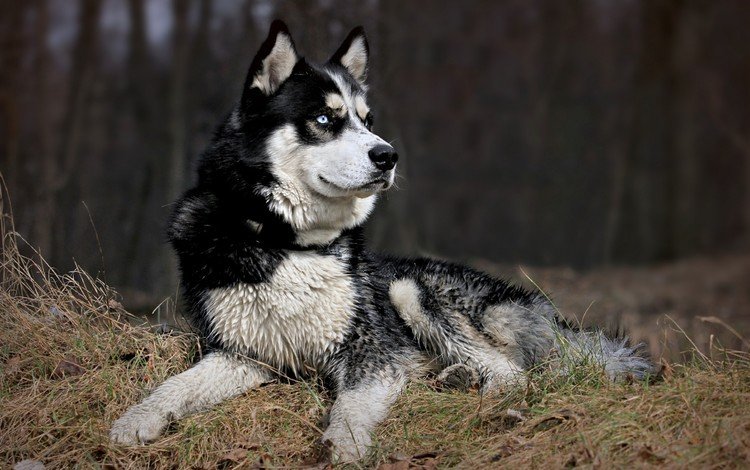 морда, природа, взгляд, собака, хаски, черно-белый пес, face, nature, look, dog, husky, black and white dog