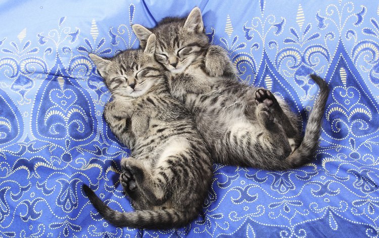 сон, кошки, спят, котята, покрывало, полосатые, sleep, cats, kittens, blanket, striped