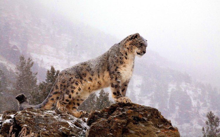 горы, снег, зима, хищник, большая кошка, снежный барс, ирбис, mountains, snow, winter, predator, big cat, snow leopard, irbis