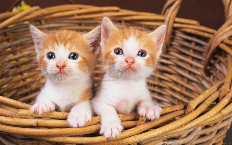 кошки, котята, корзинка, рыжие котята, рыжие, мордашки, рыже-белые, корзинка., cats, kittens, basket, red kittens, red, faces, red-white, basket.