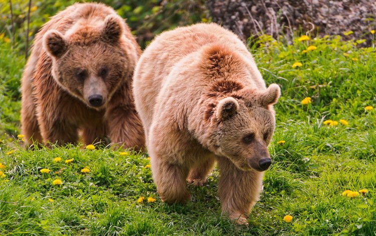 трава, медведь, одуванчики, медведи, бурый медведь, grass, bear, dandelions, bears, brown bear
