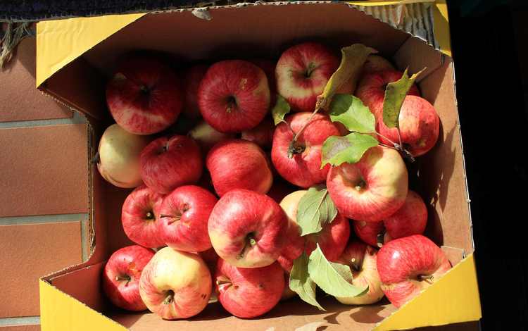 фрукты, яблоки, плоды, коробка, fruit, apples, box