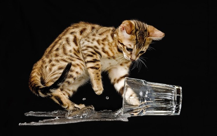 вода, кошка, котенок, черный фон, стакан, бенгальский, озорник, water, cat, kitty, black background, glass, bengal, naughty