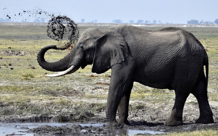 грязь, слон, душ, лужа, хобот, бивни, dirt, elephant, shower, puddle, trunk, tusks