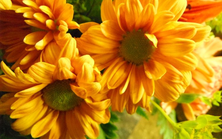 цветы, макро, лепестки, желтые, календула, желтые цветы, flowers, macro, petals, yellow, calendula, yellow flowers