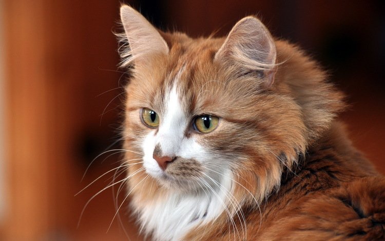 морда, кот, кошка, взгляд, пушистый, рыжий, пятнистый кот, face, cat, look, fluffy, red, spotted cat