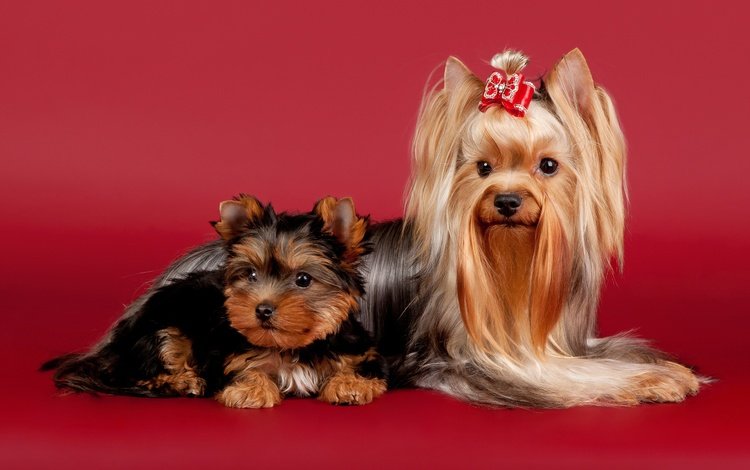 красота, красный фон, собаки, бантик, йоркширский терьер, комнатные собачки, beauty, red background, dogs, bow, yorkshire terrier, lapdog