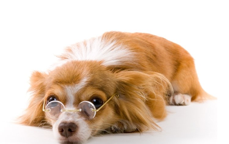 очки, собака, щенок, белый фон, папильон, glasses, dog, puppy, white background, papillon