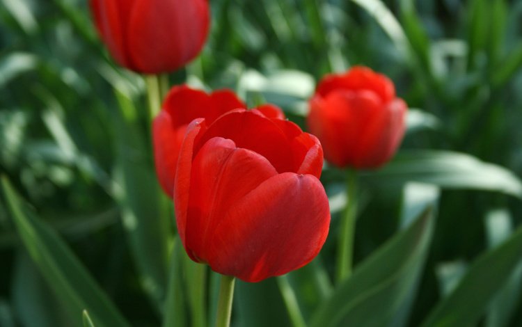 цветы, зелень, весна, тюльпаны, flowers, greens, spring, tulips