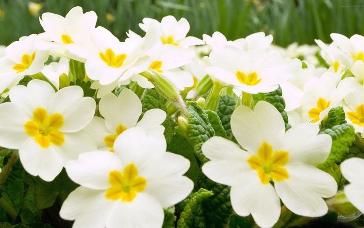 цветы, лепестки, белые, примула, крупным планом, flowers, petals, white, primula, closeup