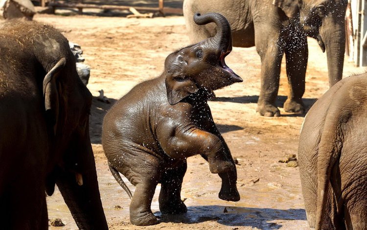 вода, грязь, слон, брызги, слоны, хобот, слоненок, water, dirt, elephant, squirt, elephants, trunk