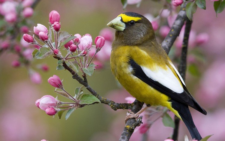 цветы, ветка, птица, клюв, весна, flowers, branch, bird, beak, spring