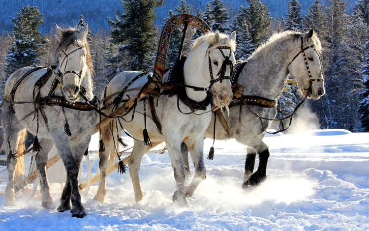 снег, зима, мороз, сани, лошади, кони, упряжка, тройка, snow, winter, frost, sleigh, horse, horses, team, three