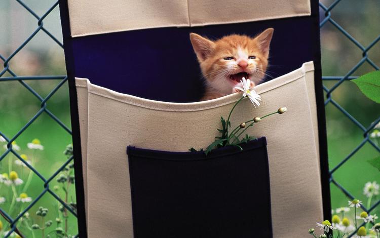 цветы, рыжий котеное, кошка, забор, котенок, сетка, ромашки, рыжий, сумка, flowers, red cotinue, cat, the fence, kitty, mesh, chamomile, red, bag