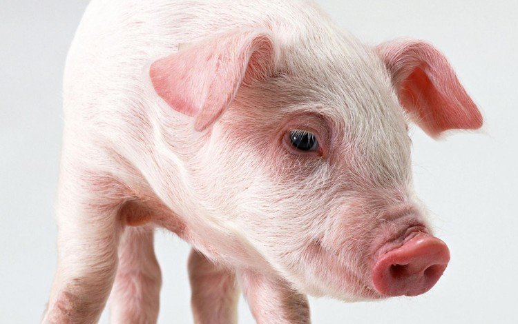 маленький, ушки, розовый, свинья, поросенок, пятачок, small, ears, pink, pig, piglet