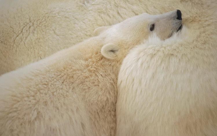 белые, медведи, белый медведь, полярные, северные, white, bears, polar bear, polar, north
