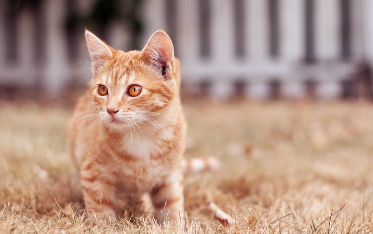 фон, кошка, рыжая, рыжий, полосатый кот, background, cat, red, tabby cat