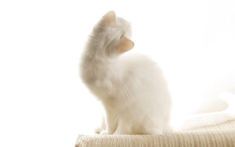 кошка, котенок, белый, ушки, белый кот, cat, kitty, white, ears, white cat