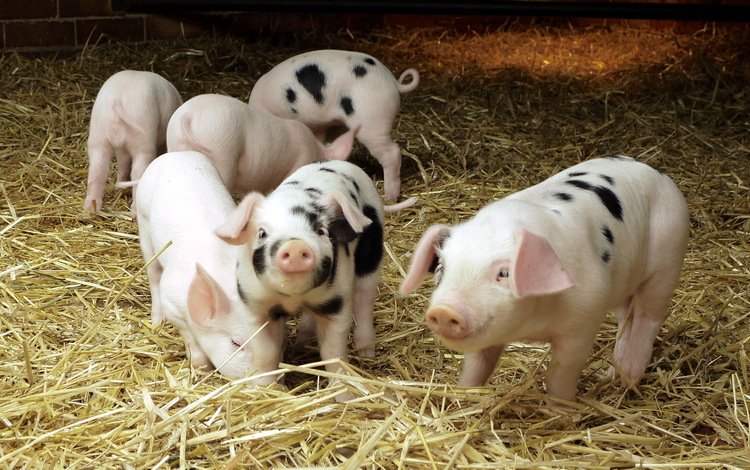 солома, свиньи, поросята, домашние животные, свинки, straw, pigs, pets