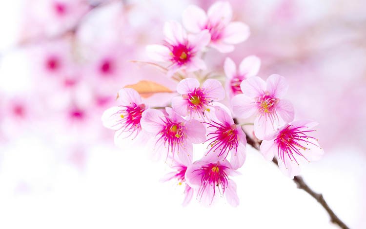 ветка, цветение, весна, вишня, сакура, розовый цветок, branch, flowering, spring, cherry, sakura, pink flower