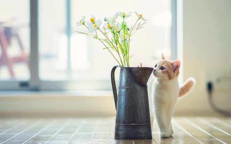цветы, кот, кошка, ваза, ben torode, ханна, flowers, cat, vase, hannah