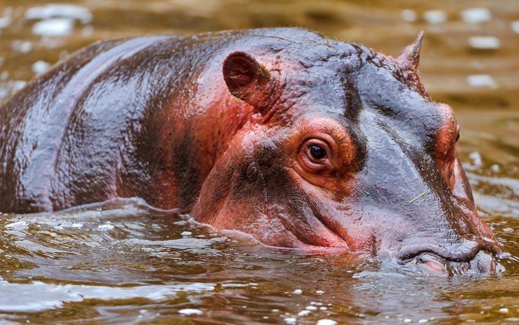 морда, вода, бегемот, face, water, hippo